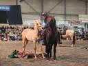 Potro PRE Pura Raza Espa&ntilde;ola En venta 2025 Palomino por ADAGIO CALLER
