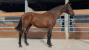 Yegua PRE Pura Raza Espa&ntilde;ola En venta 2023 Bayo por Naviero SG