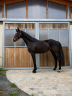Yegua KWPN Caballo de Deporte Neerland&eacute;s En venta 2022 Negro