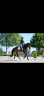 Yegua KWPN Caballo de Deporte Neerland&eacute;s En venta 2021 Bayo