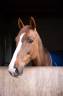 Yegua KWPN Caballo de Deporte Neerland&eacute;s En venta 2018 Alaz&aacute;n tostado por UNTOUCHABLE