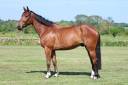 Caballo castrado Silla Franc&eacute;s En venta 2021 Bayo por KANANN