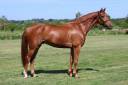 Caballo castrado Silla Franc&eacute;s En venta 2021 Alaz&aacute;n por Conthargos