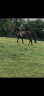 Yegua KWPN Caballo de Deporte Neerland&eacute;s En venta 2010 Bayo moreno por KANNAN