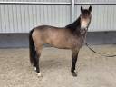 Yegua sBs Caballo de Deporte Belga En venta 2023 Isabelo