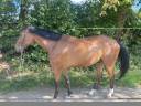 Caballo castrado Silla Franc&eacute;s En venta 2019 Bayo por OGRION DES CHAMPS