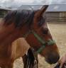 Yegua New Forest En venta 2023 Bayo por Birkilds Balboa