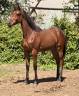 Potranca Silla Franc&eacute;s En venta 2025 Bayo