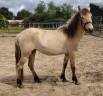 Yegua New Forest En venta 2023 Isabelo por Euchorthipus Arquetan