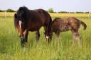 Potranca Shire En venta 2026 Negro por Ruskington Quantum Lad