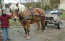 Coche enganches - Coche de caballos utilitario - Otra marca - Utilitaire 