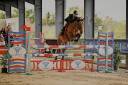 Yegua PFS Poni Fran&ccedil;&eacute;s de Silla Pr&eacute;stamo 2013 Bayo