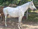 Yegua PRE Pura Raza Espa&ntilde;ola En venta 2015 Tordo por GRACIOSO DI