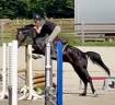 Caballo castrado KWPN Caballo de Deporte Neerland&eacute;s En venta 2022 Negro