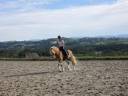 Caballo castrado Haflinger En venta 2019 Pelo de vaca por VOLTAIRE PENN