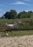 Pony D