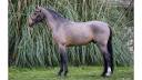Caballo castrado Poni de Silla Belga En venta 2016 Bayo
