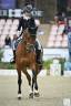 Caballo castrado BWP Caballo de Sangre Belga En venta 2011 Bayo