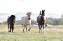 Monitor de equitaci&oacute;n - No asalariado Medio tiempo - Alto Garona Francia