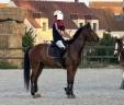 Caballo castrado Pura Sangre En venta 2021 Bayo por LAW DEPUTY (IE), PS