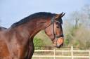 Caballo castrado KWPN Caballo de Deporte Neerland&eacute;s En venta 2022 Bayo