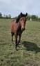 Yegua New Forest En venta 2024 Bayo por L'ancelot du m&eacute;nage