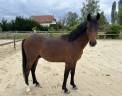 Caballo castrado PFS Poni Fran&ccedil;&eacute;s de Silla En venta 2024 Bayo por Jogry d&rsquo;Odival
