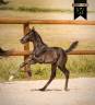 Potranca KWPN Caballo de Deporte Neerland&eacute;s En venta 2026 Negro por Perfect