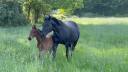 Yegua de ganader&iacute;a Silla Franc&eacute;s En venta 2005 Negro por KIRIEL DU BANCO