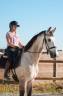 Caballo castrado KWPN Caballo de Deporte Neerland&eacute;s En venta 2019 Isabelo