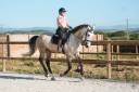 Caballo castrado KWPN Caballo de Deporte Neerland&eacute;s En venta 2019 Isabelo