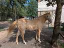 Caballo castrado Rocky Mountain En venta 2016 Champagne