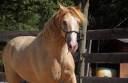 Caballo castrado Rocky Mountain En venta 2016 Champagne