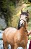 Caballo castrado Origine Constat&eacute;e En venta 2020 Isabelo