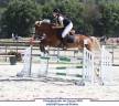 Caballo castrado PFS Poni Fran&ccedil;&eacute;s de Silla En venta 2020 Pelo de vaca