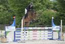 Caballo castrado Silla Franc&eacute;s En venta 2021 Bayo