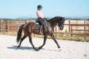 Yegua KWPN Caballo de Deporte Neerland&eacute;s En venta 2020 Bayo