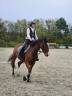 Yegua KWPN Caballo de Deporte Neerland&eacute;s En venta 2020 Bayo por DARIUS DU KASAI