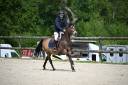 Caballo castrado PFS Poni Fran&ccedil;&eacute;s de Silla En venta 2013 Isabelo por VIERSEN K