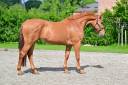 Caballo castrado Zangersheide En venta 2022 Alaz&aacute;n por ORAK D' HAMWYCK
