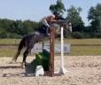Caballo entero Silla Franc&eacute;s En venta 2022 Tordo