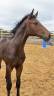 Potro Silla Franc&eacute;s En venta 2026 Bayo por Dartagnan de Beliard 