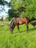 Caballo castrado Trot&oacute;n Franc&eacute;s En venta 2016 Bayo moreno