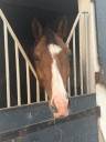 Caballo castrado Silla Franc&eacute;s En venta 2020 Bayo
