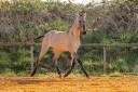 Potro Lusitano En venta 2025 Dun