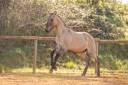 Potro Lusitano En venta 2025 Dun