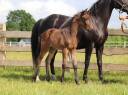 Potranca KWPN Caballo de Deporte Neerland&eacute;s En venta 2026 Bayo moreno por Roman empire