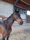 Caballo castrado Silla Franc&eacute;s En venta 2013 Bayo moreno