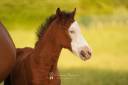 Potro Poni de Silla Belga En venta 2025 Bayo