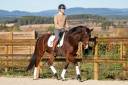 Caballo castrado KWPN Caballo de Deporte Neerland&eacute;s En venta 2019 Bayo